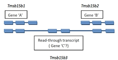 Tmsb15b3 example