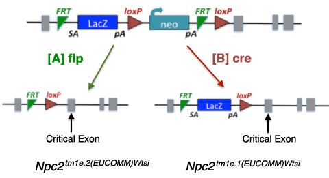 Non-Conditional Allele