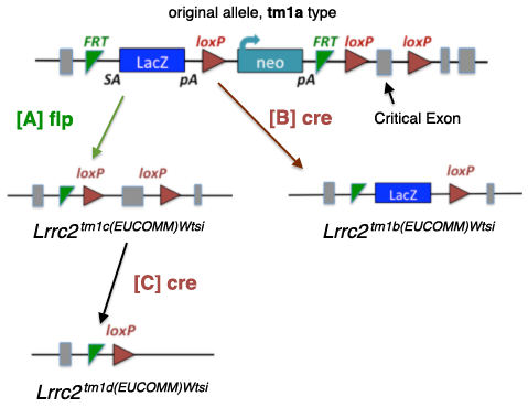 tm1a, b, c and d Alleles