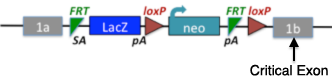 tm1e Allele