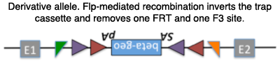 EUCOMM Derivative Allele