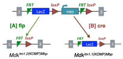 TIGM Gene Traps