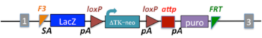 NCOM  Allele 1