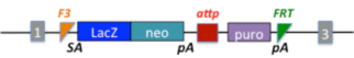 NCOM  Allele 2