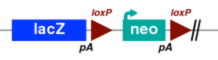 Regeneron Alleles