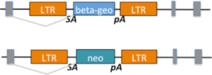 TIGM Gene Traps