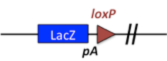 Velocigene Derivative Allele