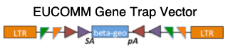 EUCOMM Gene Traps
