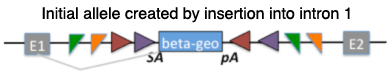 EUCOMM Initial Allele