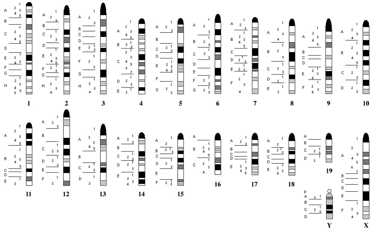 请教:小鼠染色体图谱