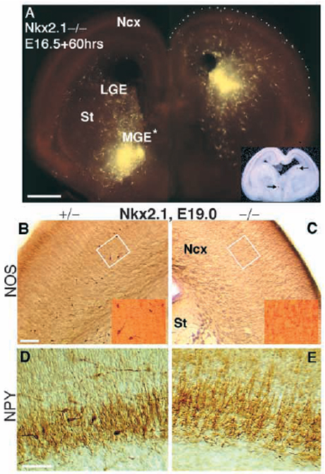 Npy MGI Mouse Gene Detail - MGI:97374 - neuropeptide Y