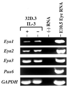 Eya1 Rt Pcr Gene Expression Assay Gxd