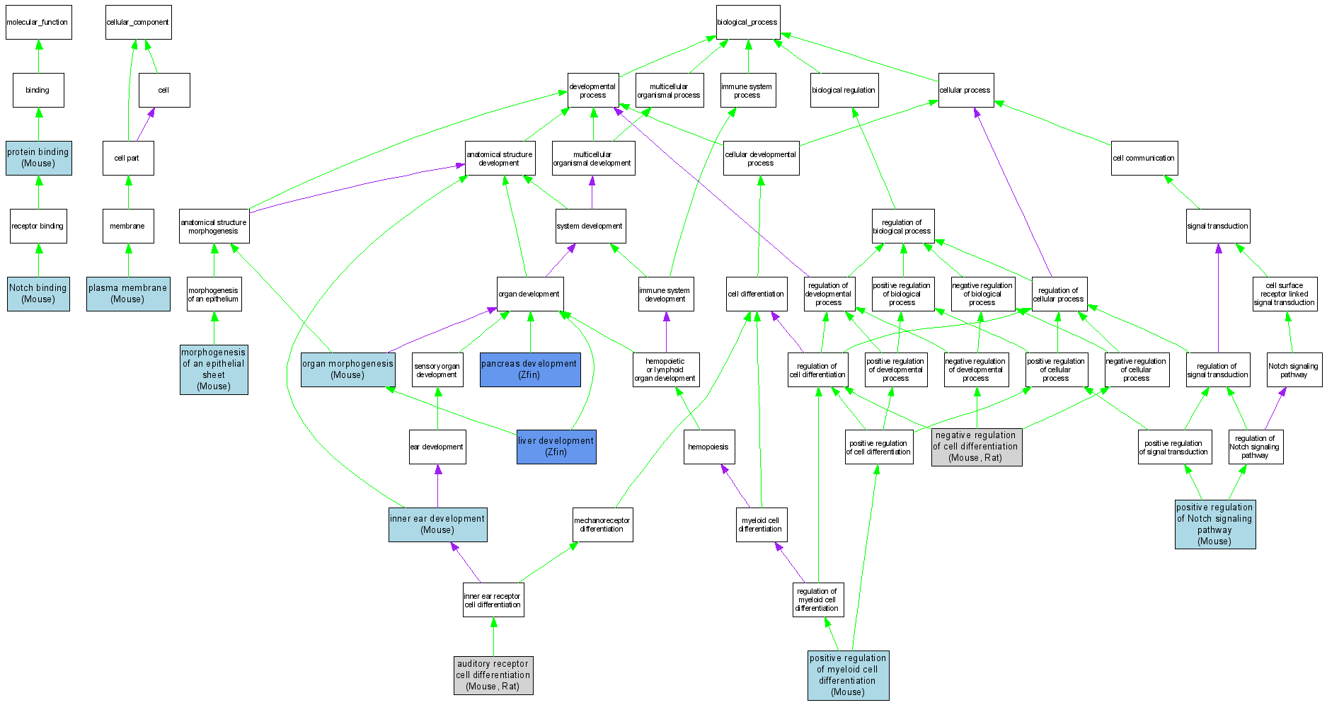 Compare GO annotations related to Alagille syndrome using OMIM genes ...