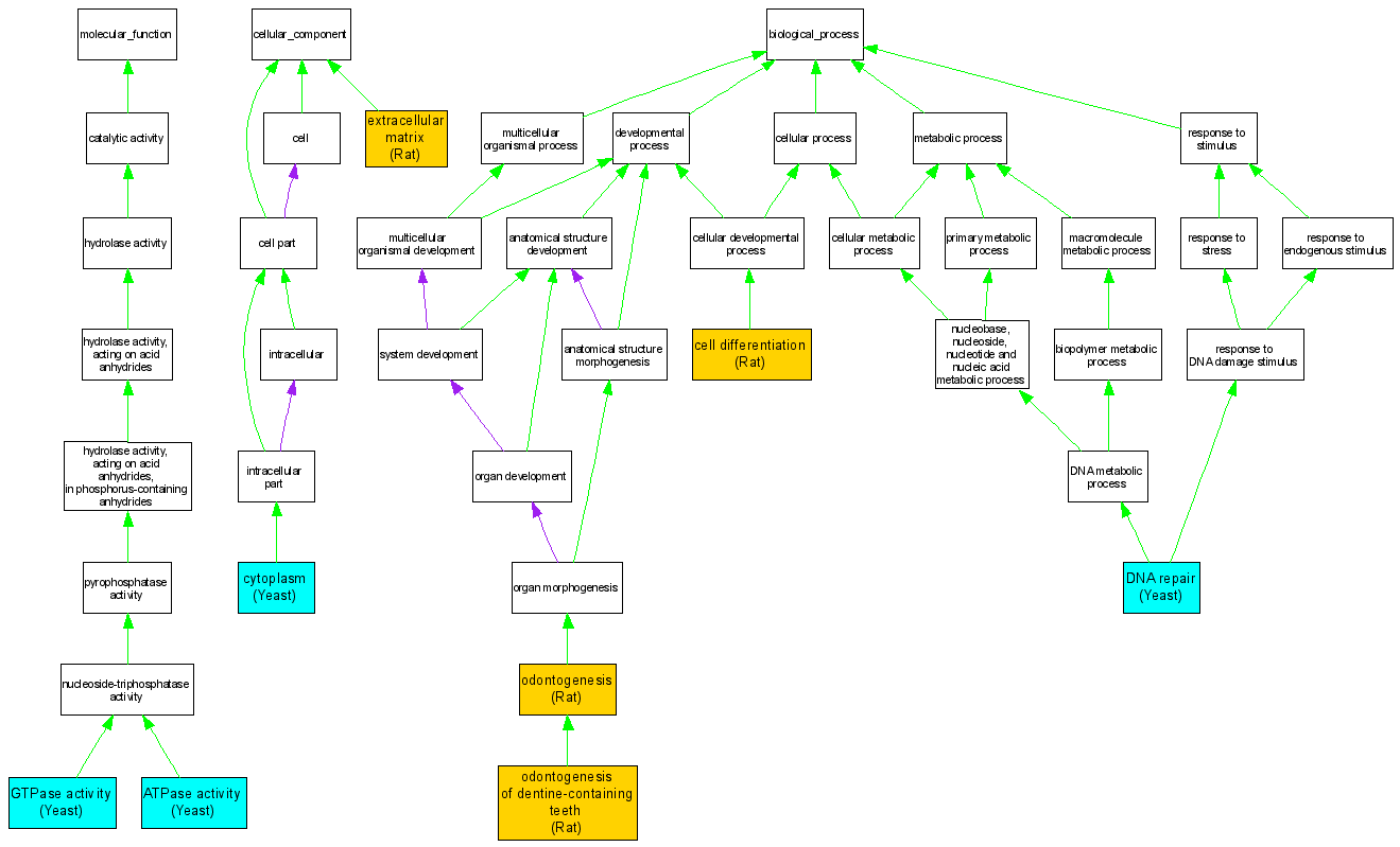 Compare GO annotations related to Dentinogenesis imperfecta, Shields ...