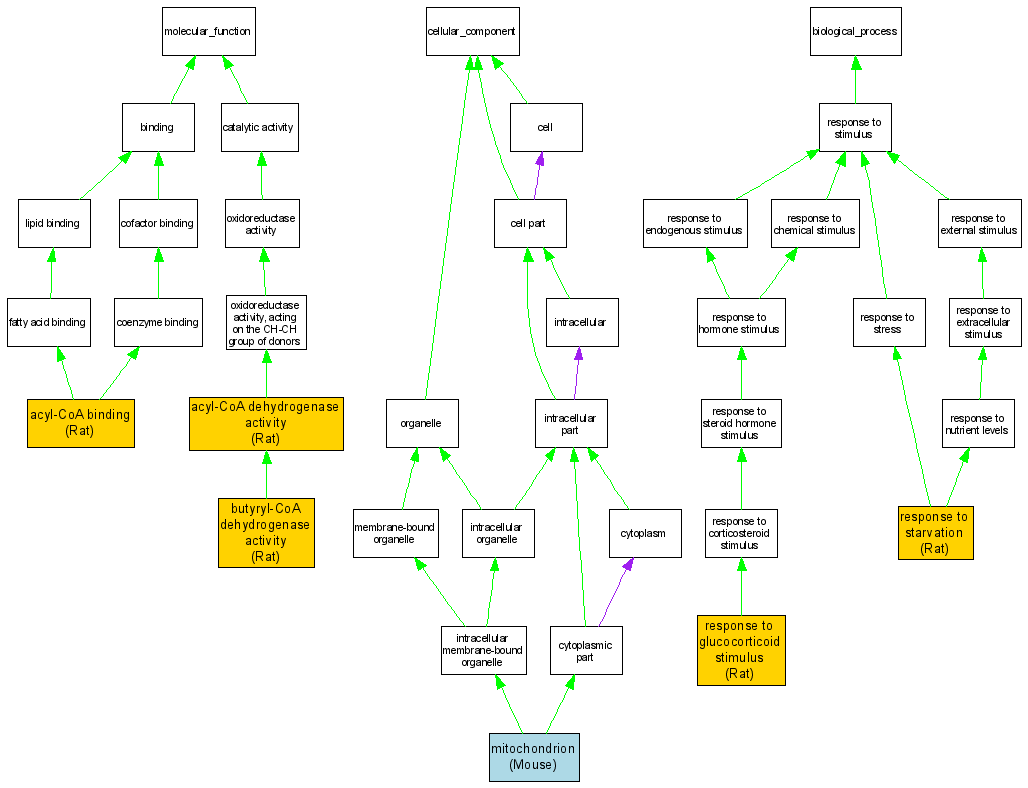 Compare GO annotations related to Acyl-CoA dehydrogenase, short-chain ...