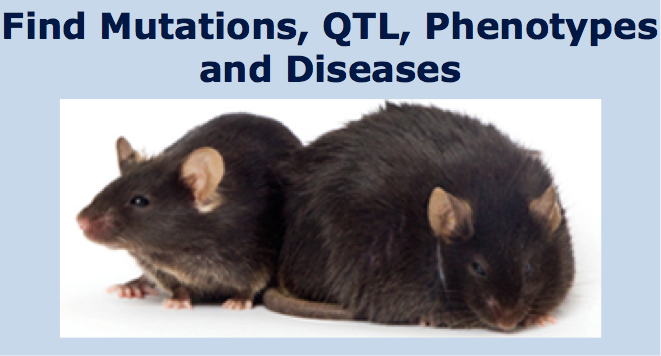 Phenotypes, Alleles & Disease Models Search