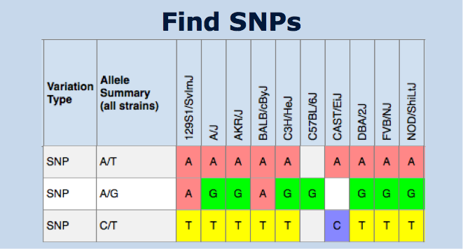 Mouse SNP Query