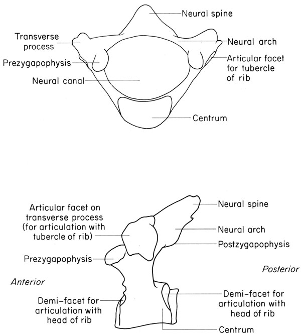 Mouse thoracic vertebra