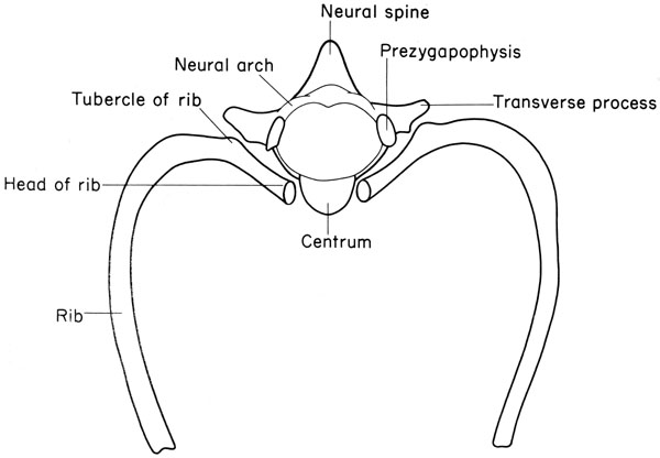 Mouse thoracic vertebra
