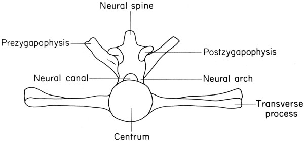 Mouse caudal vertebra