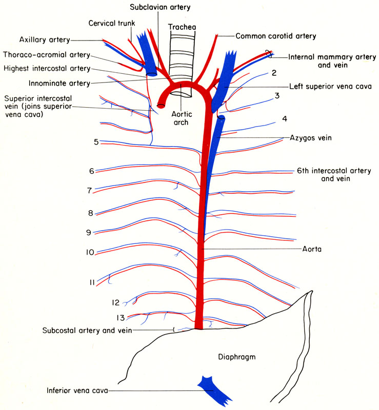 intercostal arteries - meddic venous diagram 