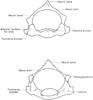 Axis (2nd cervical vertebra)