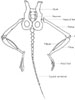 Pelvic girdle and hind limbs