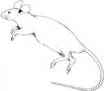 Adult male mouse