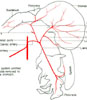 Branches of coeliac artery