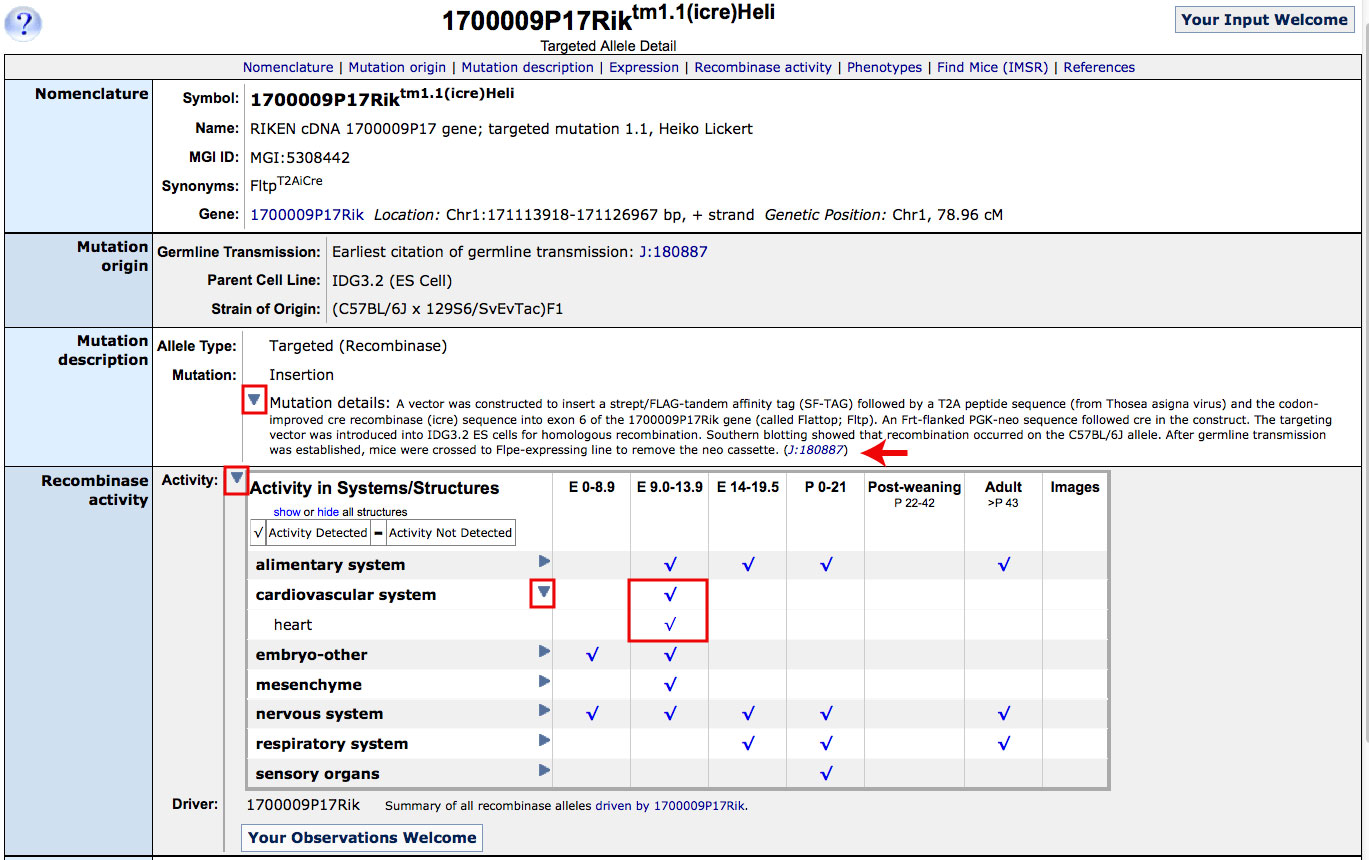 Targeted Allele Recombinase activity