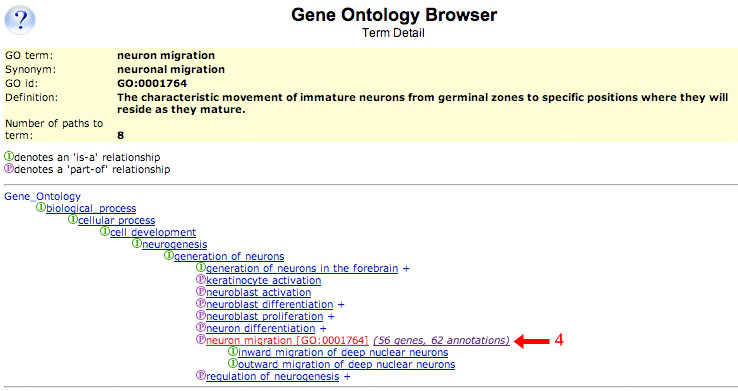 GO Term Detail Page