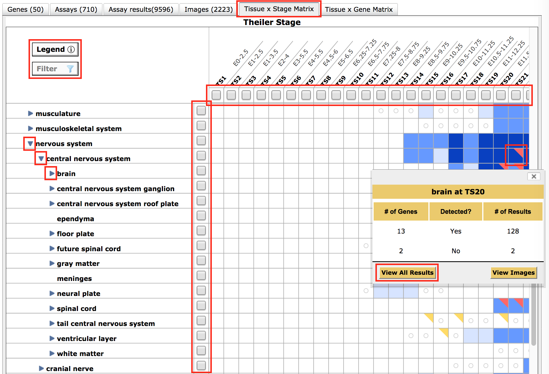 Tissue x Stages tab