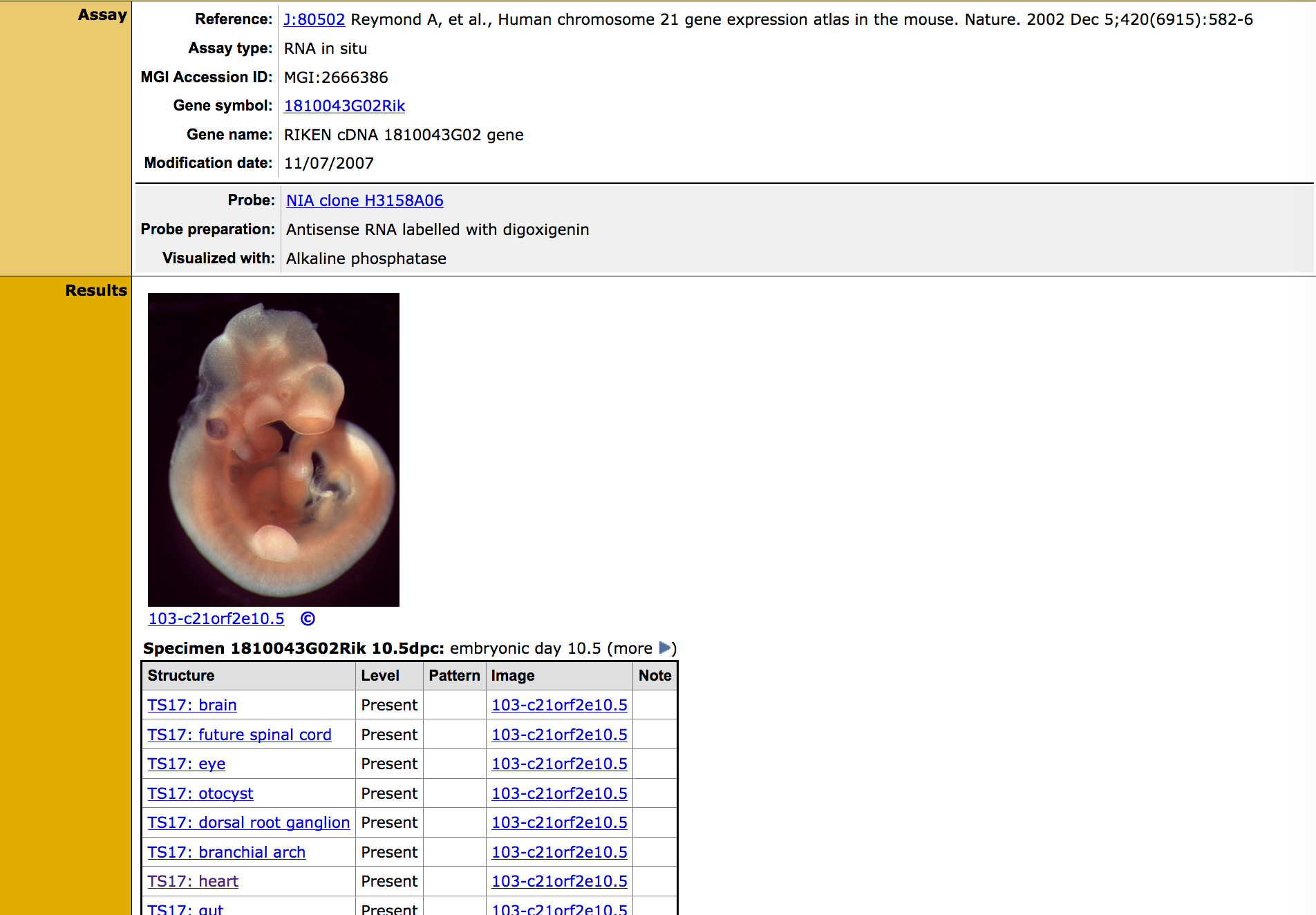 AD Browser Term Detail