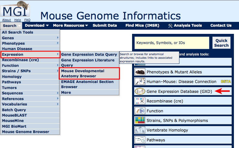 Search Menu Developmental Anatomy Screen Shot