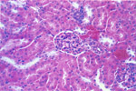 Figure 240