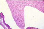 Figure 245