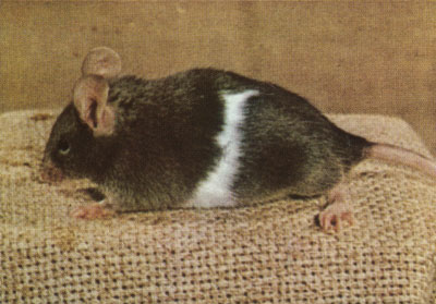 Nonagouti white mouse