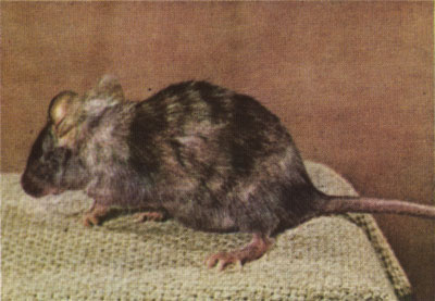 Nonagouti tortoise mouse