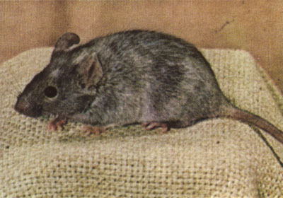 Cattanach translocation