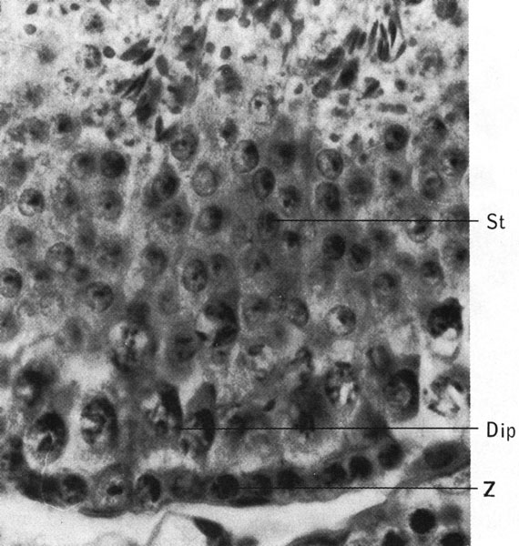 Biology of the Laboratory Mouse - Figure 7-21