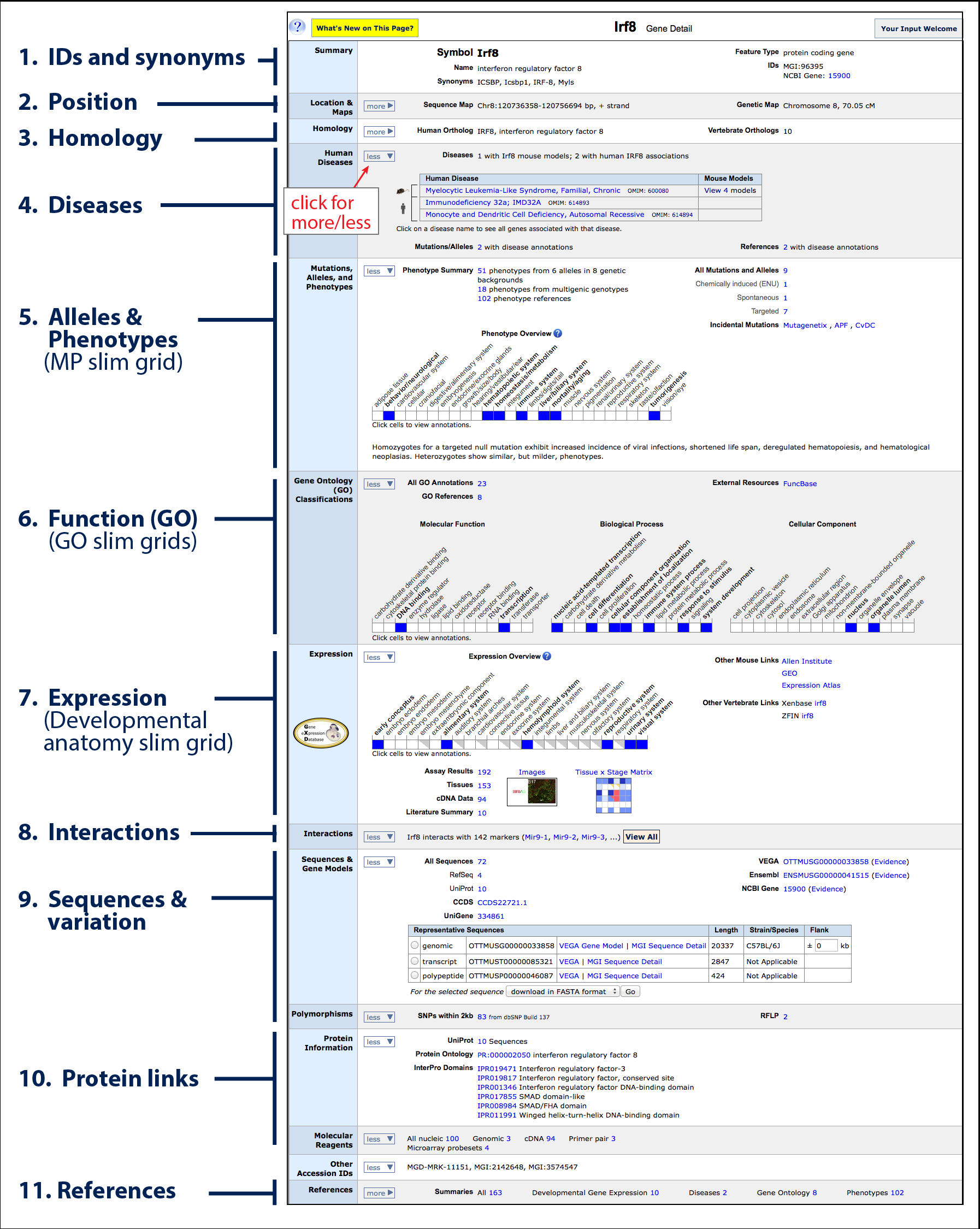 gene detail page for Irf8