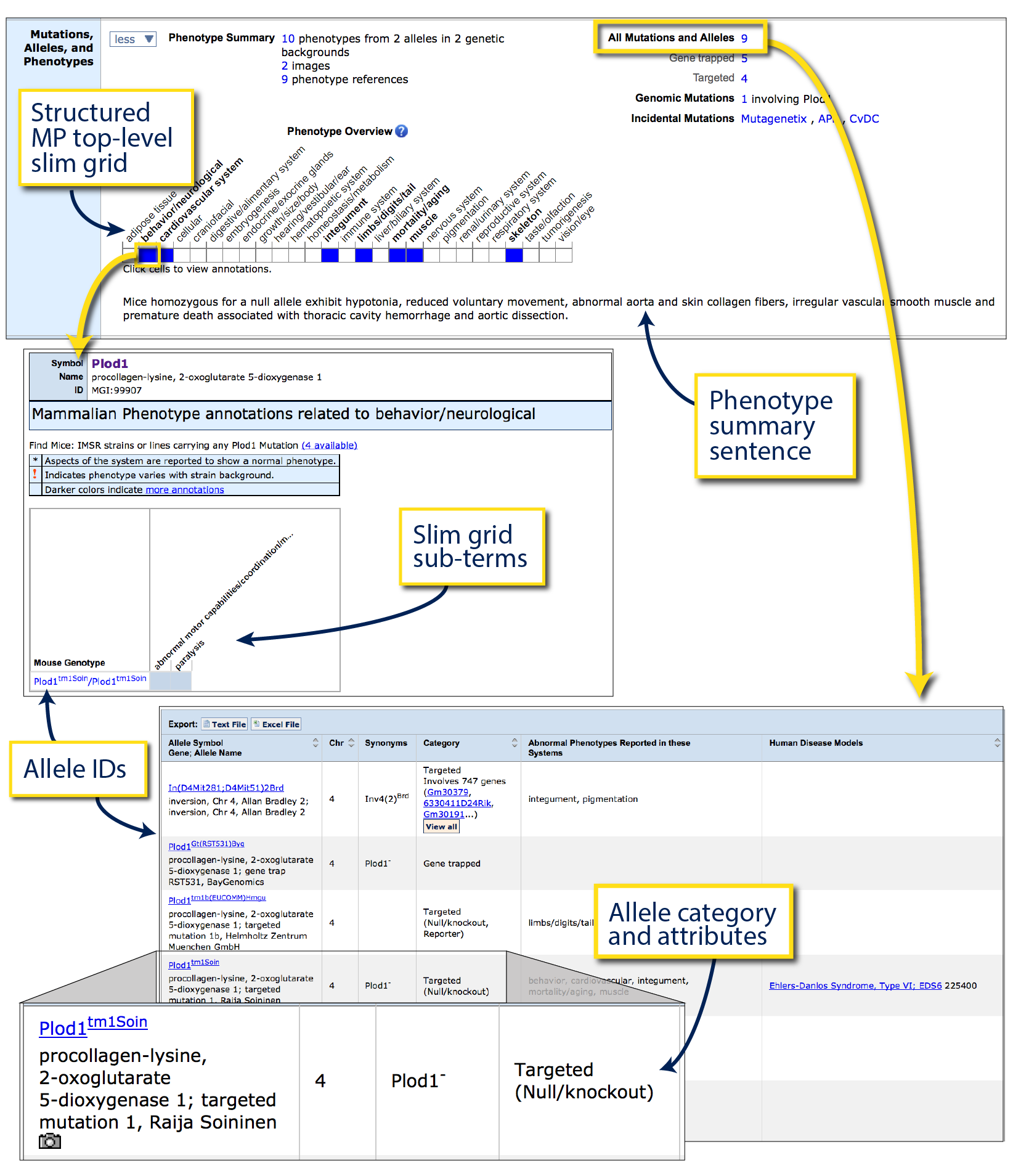 Phenotypes and alleles ribbon, Plod1