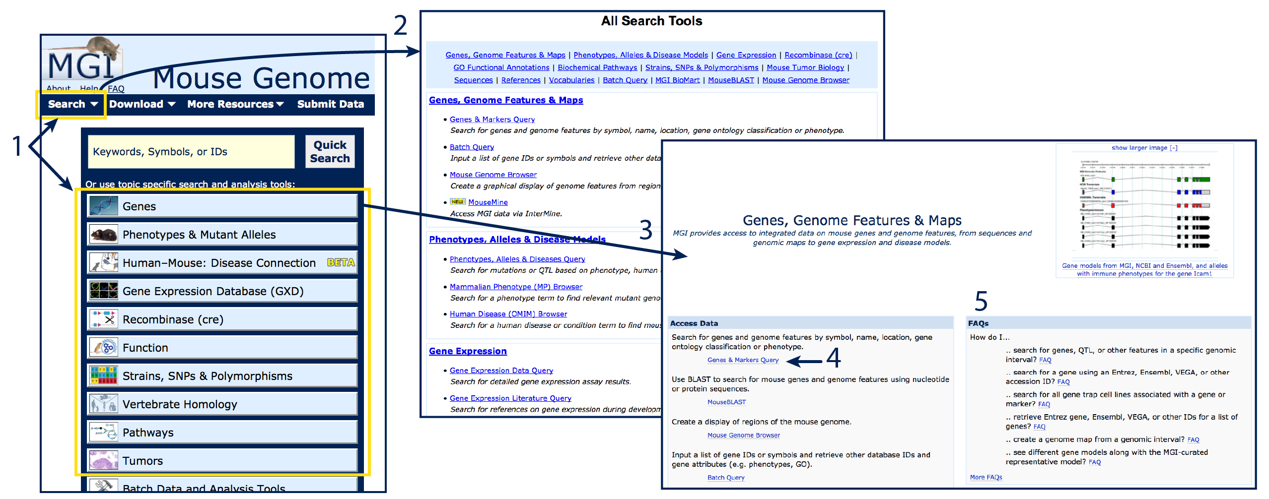 access MGI query forms