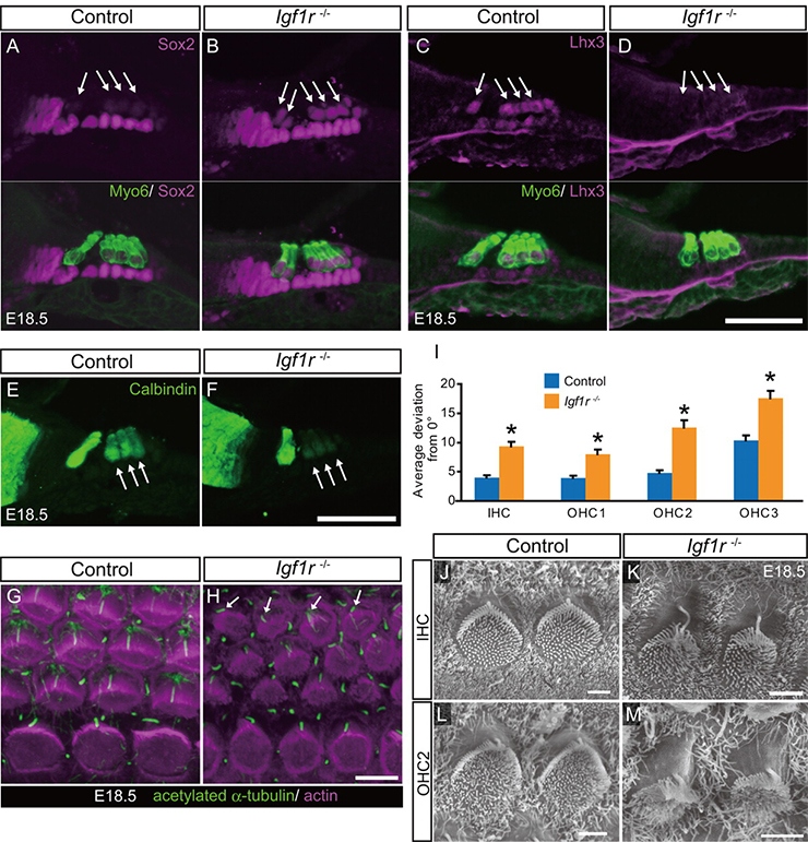 Sox2 Immunohistochemistry Gene Expression Assay - GXD