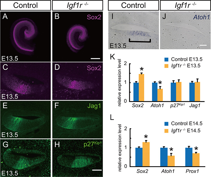 Sox2 Immunohistochemistry Gene Expression Assay - GXD