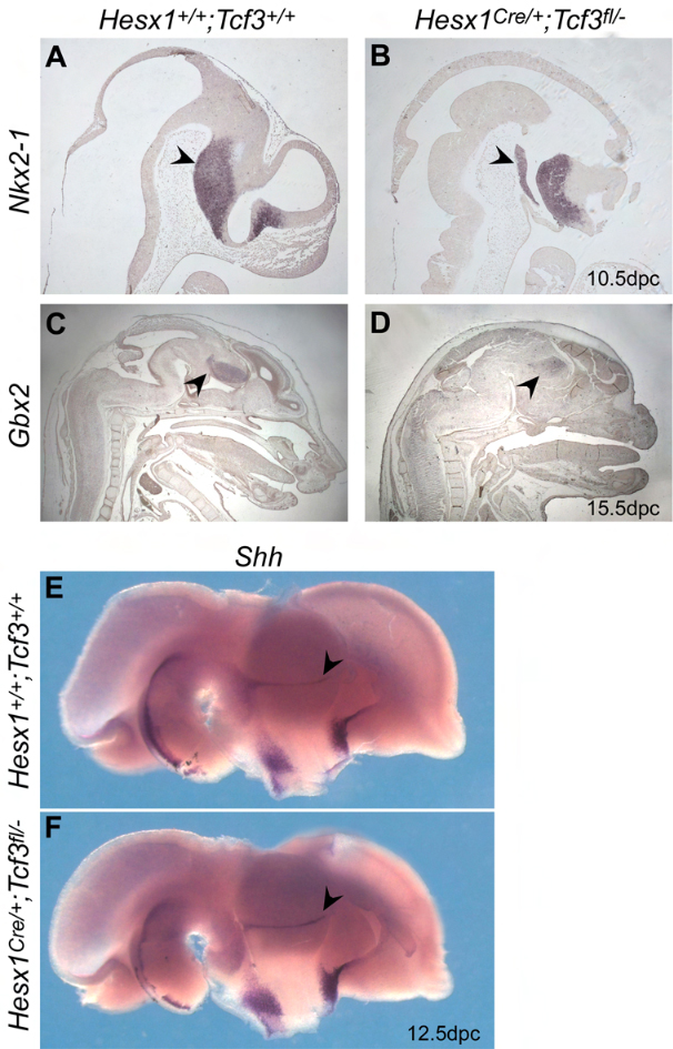 Shh RNA in situ Gene Expression Assay - GXD