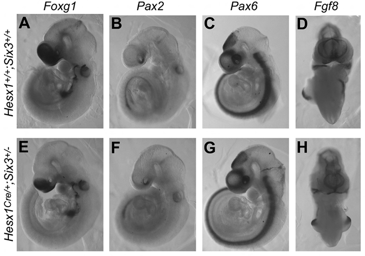 Fgf8 RNA in situ Gene Expression Assay - GXD