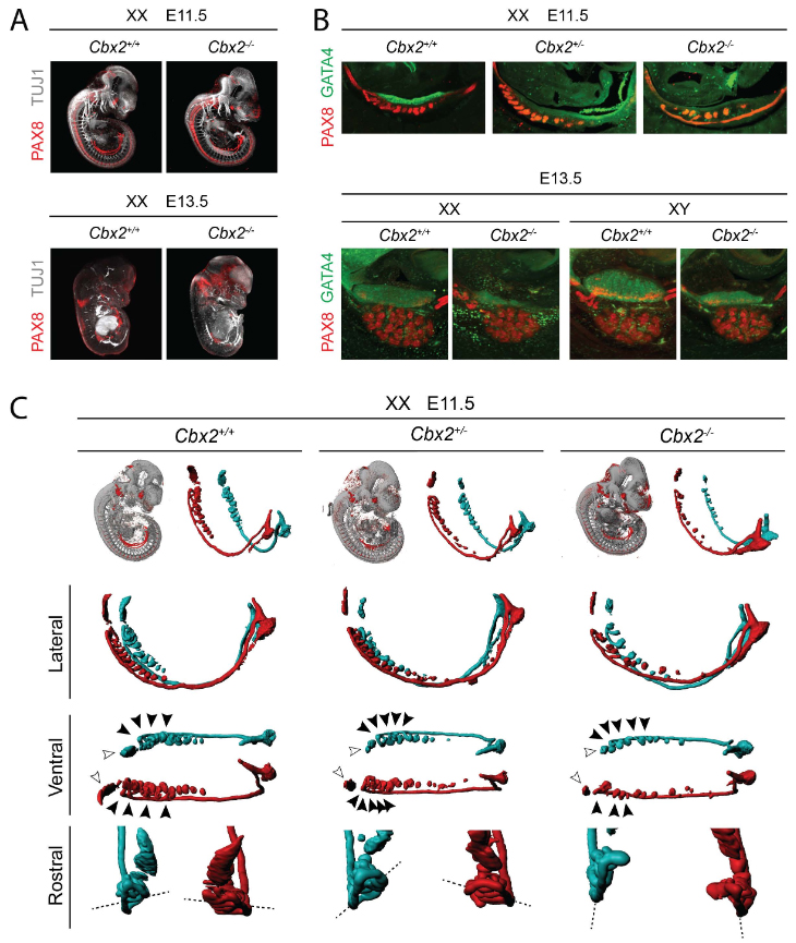 Gene Expression Image Detail