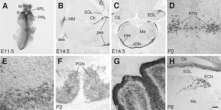 Barhl1 RNA in situ Gene Expression Assay - GXD