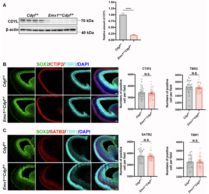 Sox2 Immunohistochemistry Gene Expression Assay - GXD
